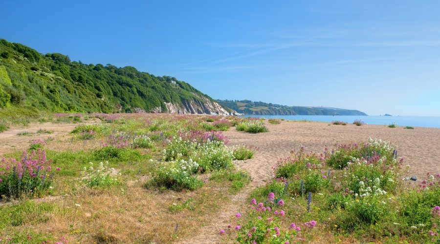 Lush summer shingle ridge flora at Strete Sands with a view of the cliffs and sea in the background